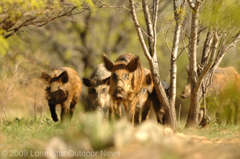 Demand for wild hog meat has remained steady in Texas. Photo by David J. Sams, LSONews.com.